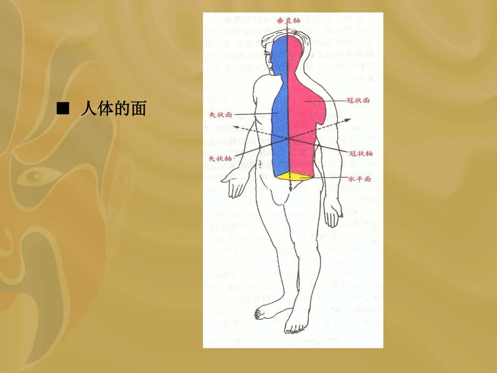 人体的轴和人体的面2.骨性标志3.