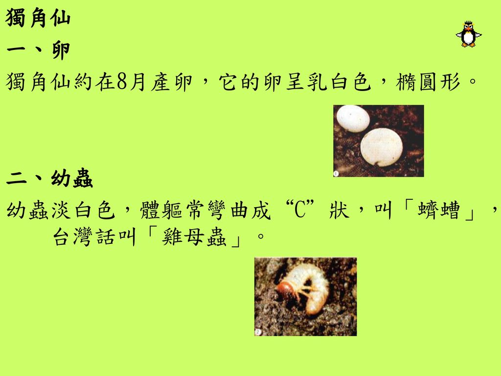 獨角仙 一、卵 獨角仙約在8月產卵，它的卵呈乳白色，橢圓形。 二、幼蟲 幼蟲淡白色，體軀常彎曲成 C 狀，叫「蠐螬」，台灣話叫「雞母蟲」。