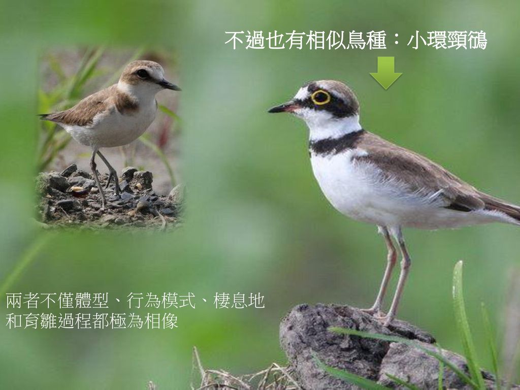 不過也有相似鳥種：小環頸鴴 兩者不僅體型、行為模式、棲息地和育雛過程都極為相像