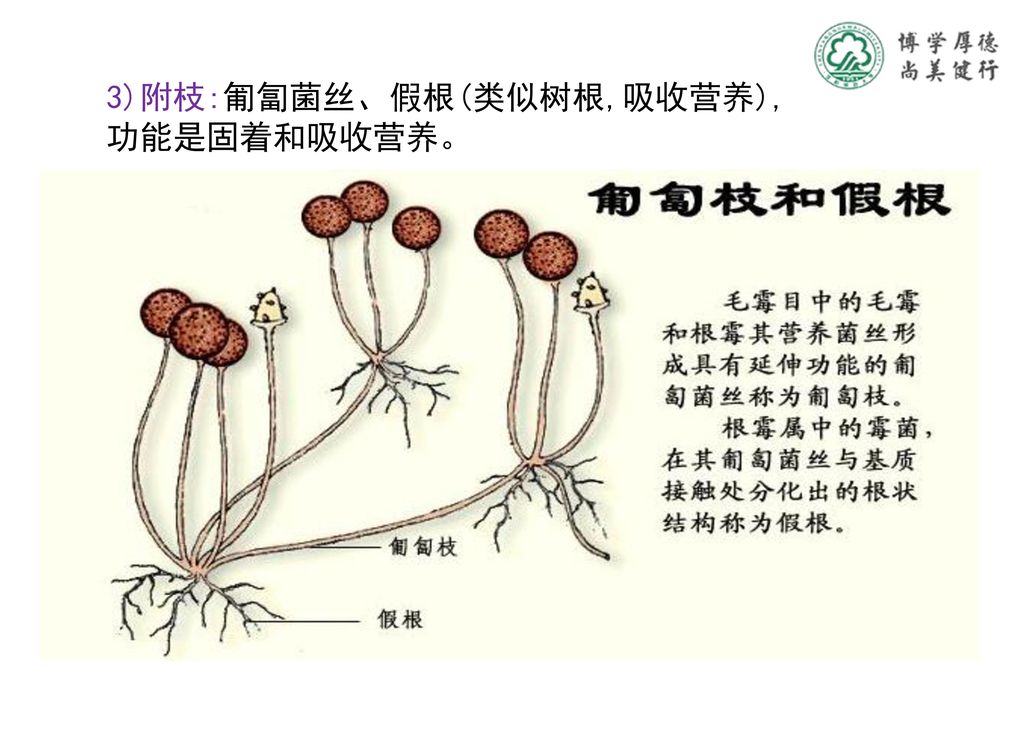 第三节 霉菌 霉菌(mold)是一些"丝状真菌"的统称,不是