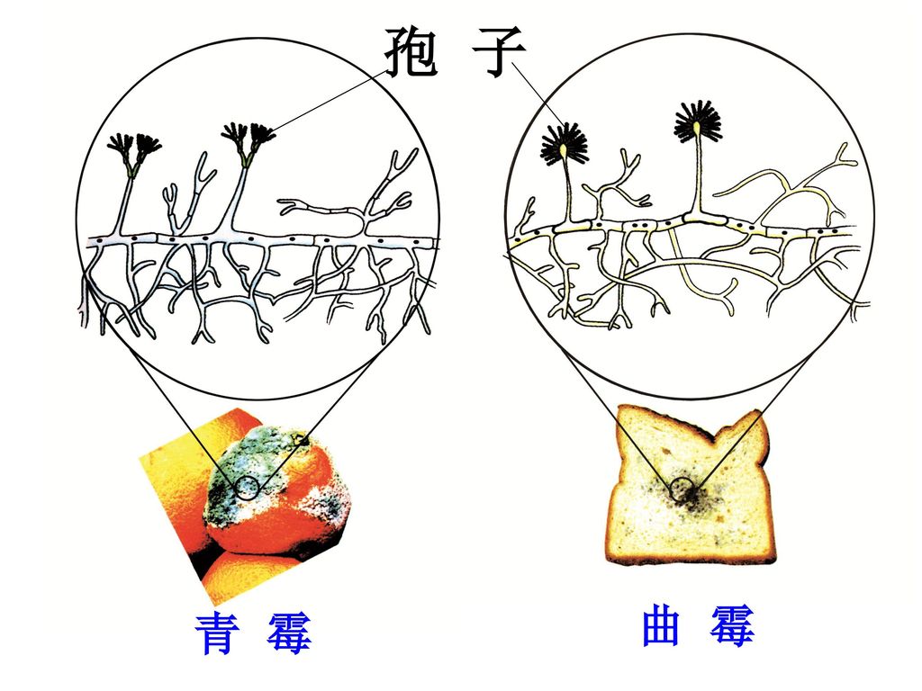 5                二,多细胞的真菌结构菌盖(1