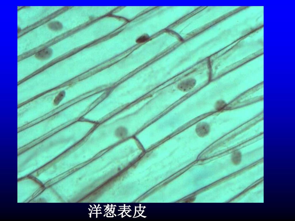 5 微米 西瓜果肉细胞 1 毫米 棉花种毛长 75 毫米 苘麻茎的纤维细胞长