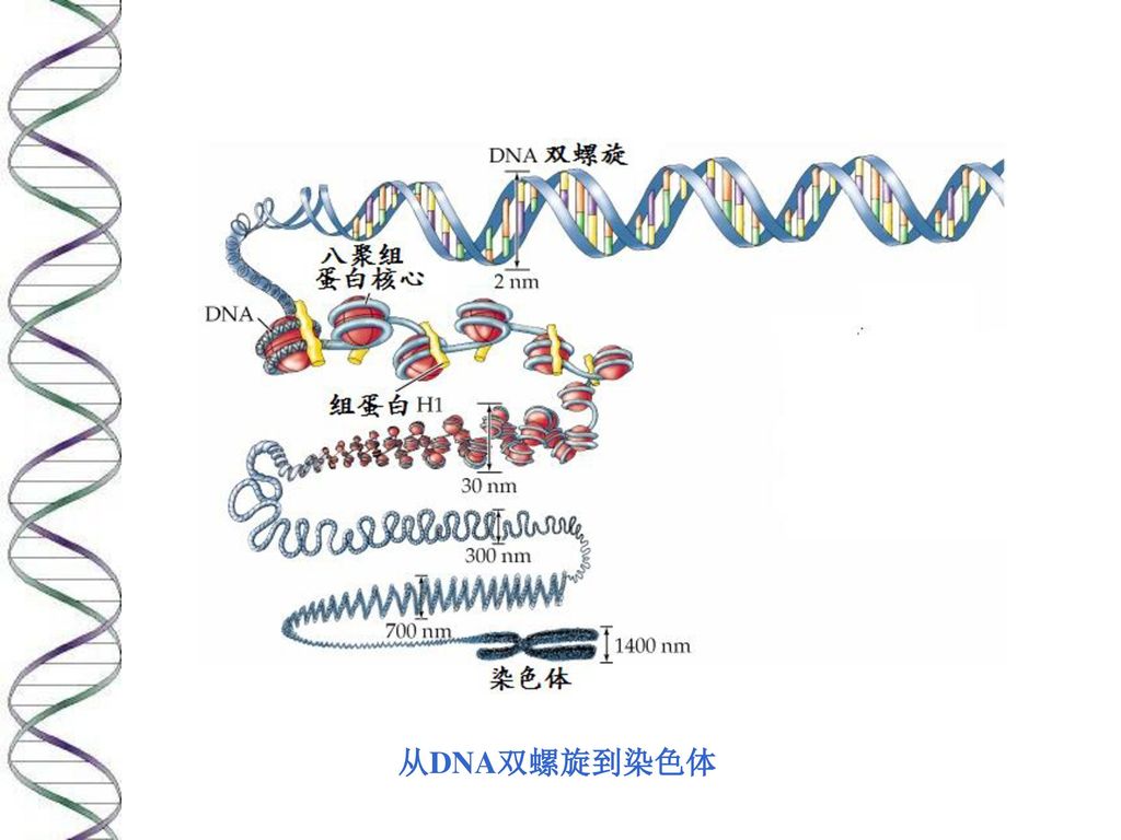 dna复制过程中正超螺旋dna的形成 从dna双螺旋到染色体 电镜下的核小