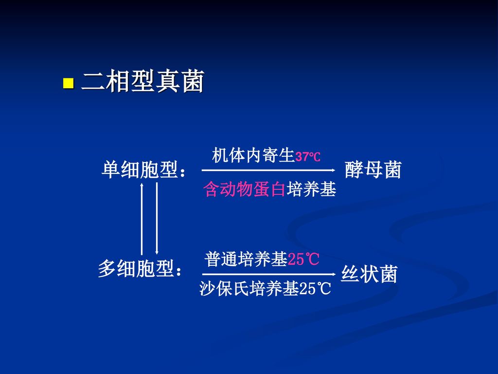 培养及形态学真菌细胞壁结构模式图霉菌的菌丝细胞几丁质是什么的细胞