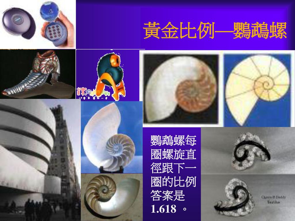 黃金比例—鸚鵡螺 鸚鵡螺每圈螺旋直徑跟下一圈的比例答案是1.618 。