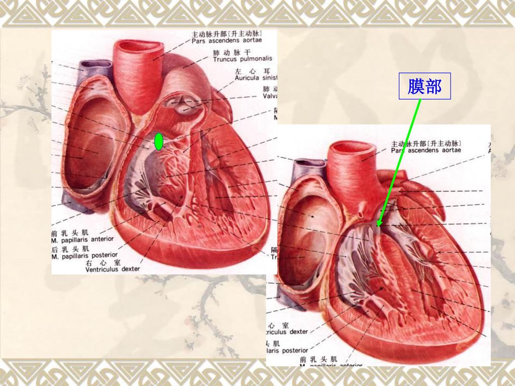 系统解剖学--脉管系统 脉管系统—心.