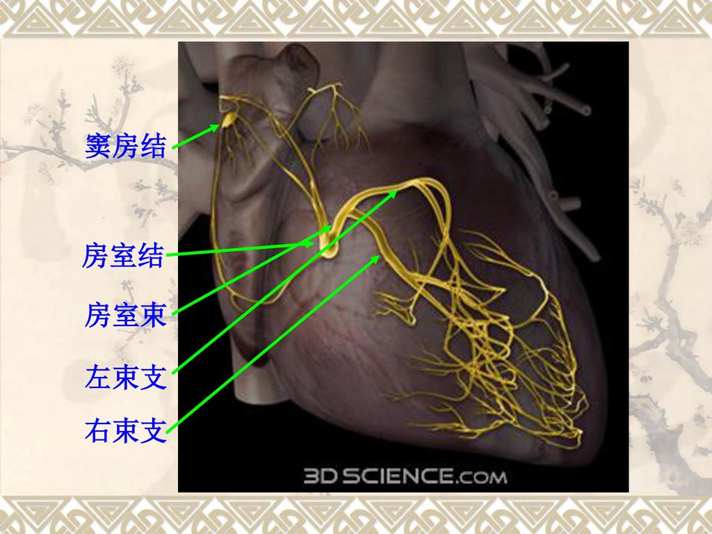 系统解剖学--脉管系统 脉管系统—心.