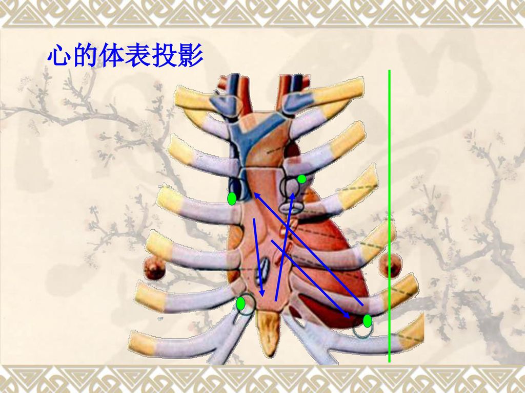 系统解剖学--脉管系统 脉管系统—心.