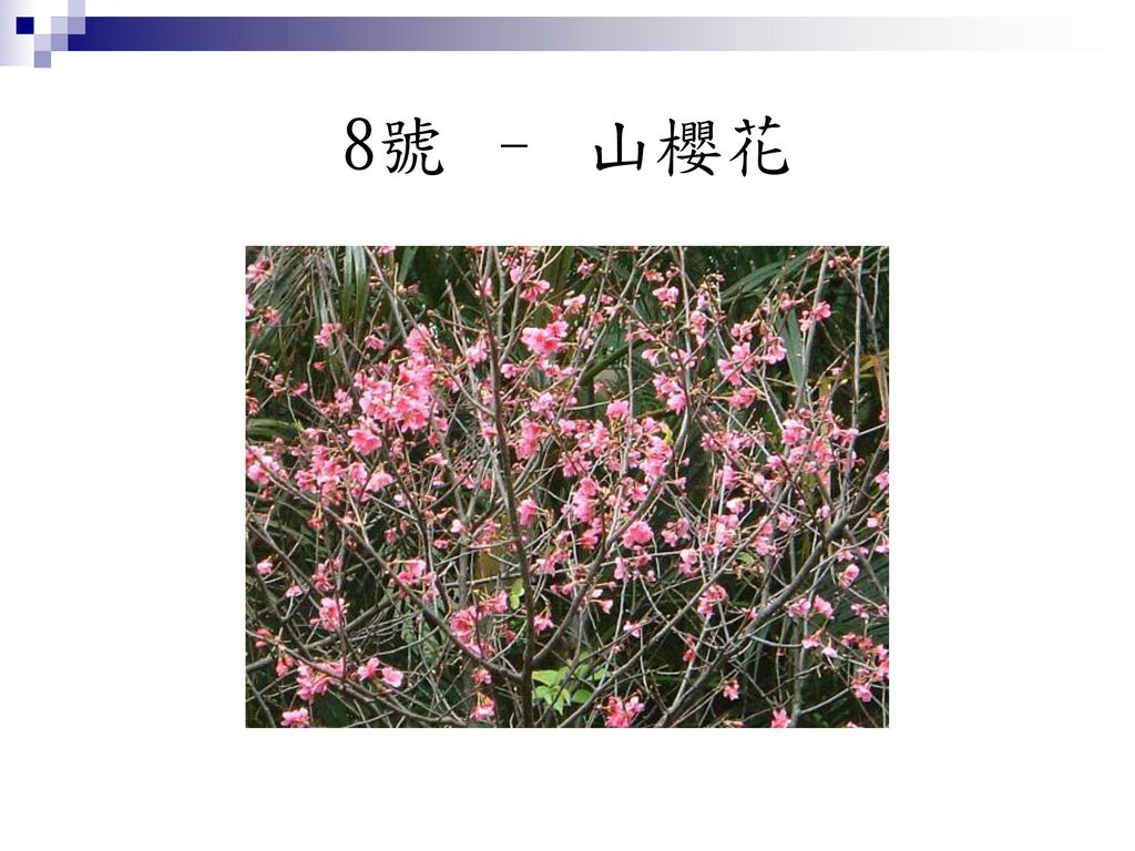 8號 – 山櫻花