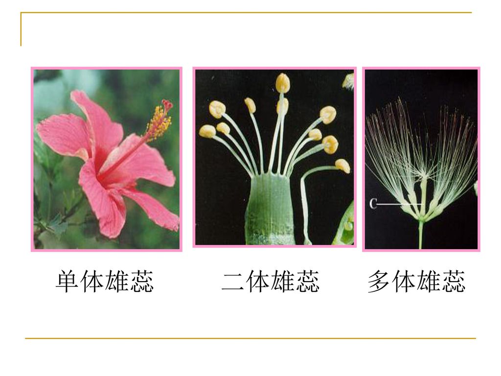 第四章 种子植物的繁殖和繁殖器官 flower, fruit and