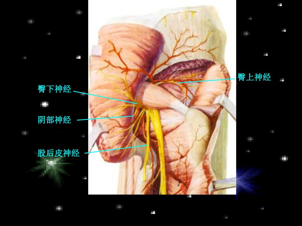 周围神经系统 脊神经 spinal nerves.