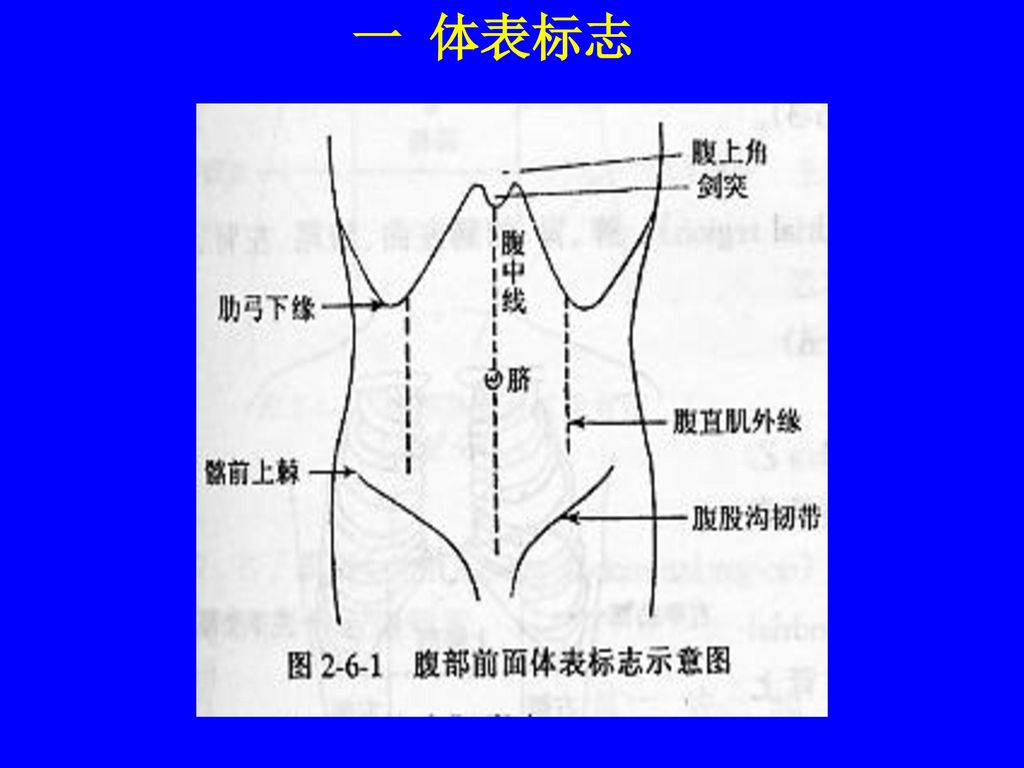 腹部体格检查 赣南医学院附属医院 消化内科 黄才斌 教授 主任医师.