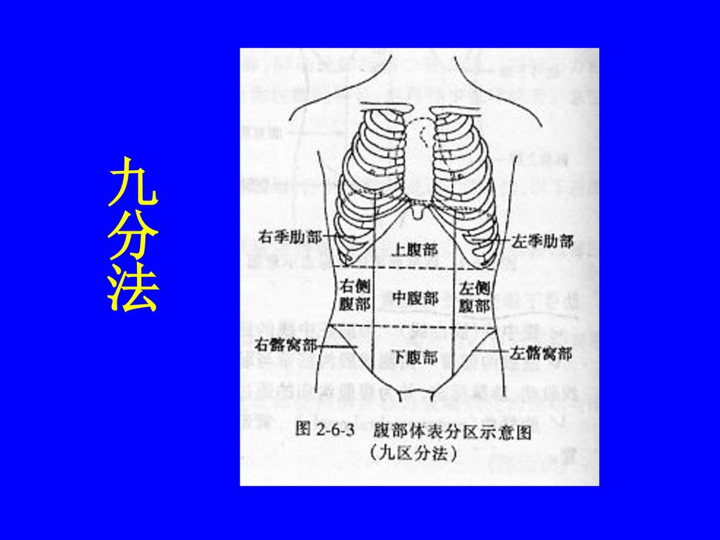 一  体表标志 二  腹部分区常用的有四分法及九分法两种分类法 四分法