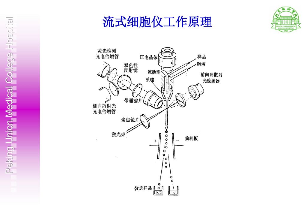 流式细胞术 在临床医学研究中的应用 崔巍 中国医学科学院 北京协和