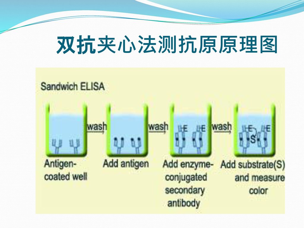 双抗夹心法 双抗夹心法,此法适用于测定二价或二价以上的大分子,但不