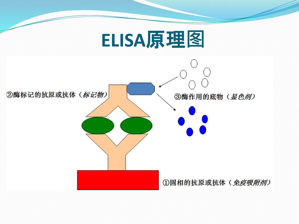 酶联免疫吸附测定基础知识(elisa 郑州德歌生物工程有限公司.