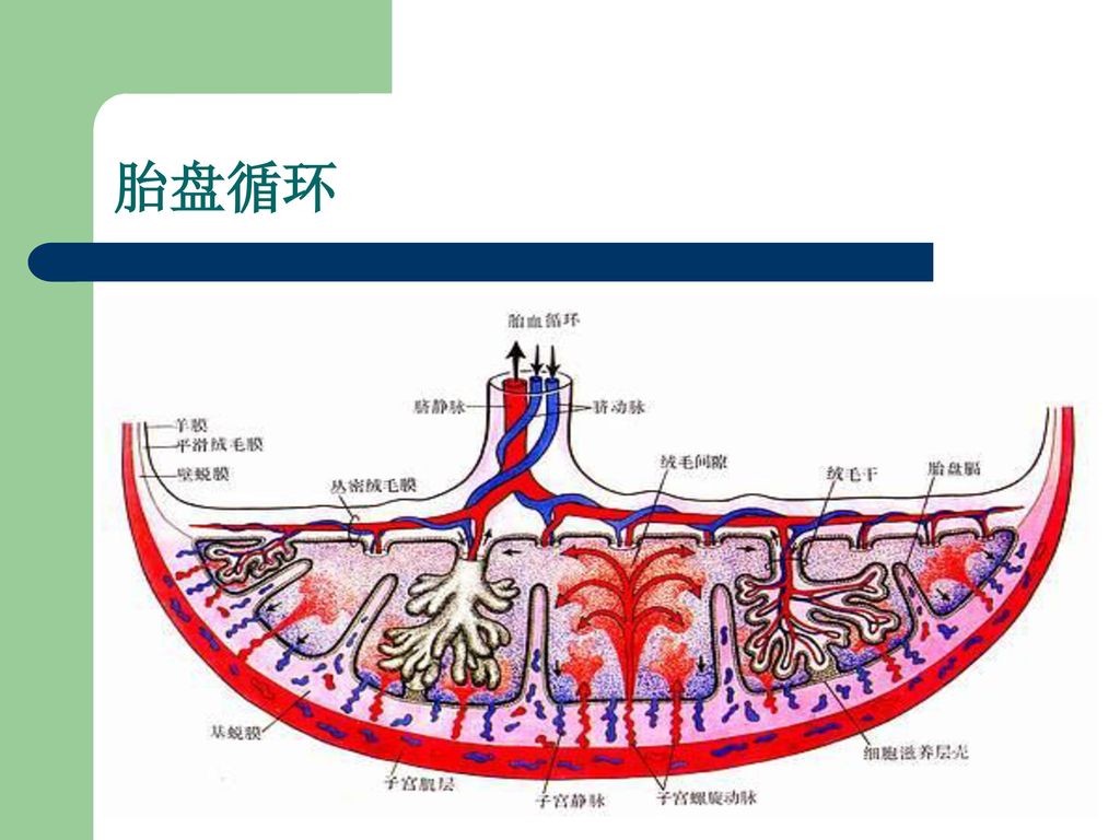 羊膜叶状绒毛膜(胎盘的主要结构)底蜕膜 胎盘循环