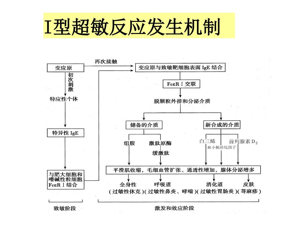 第一节 i型超敏反应 一,i型超敏反应发生机制 二,常见i型超敏反应性