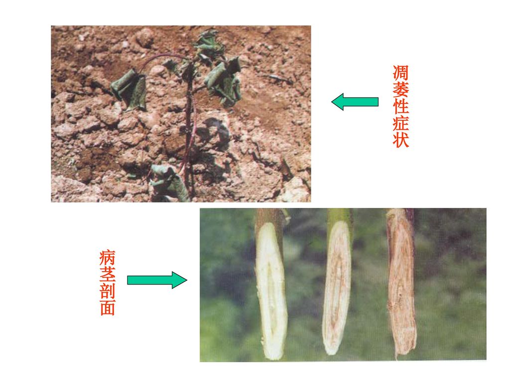 棉花枯萎病症状 紫红型黄化型 凋萎性症状病茎剖面 整株枯萎皱缩型