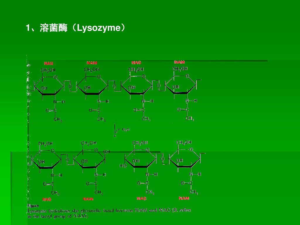 1、溶菌酶（Lysozyme）