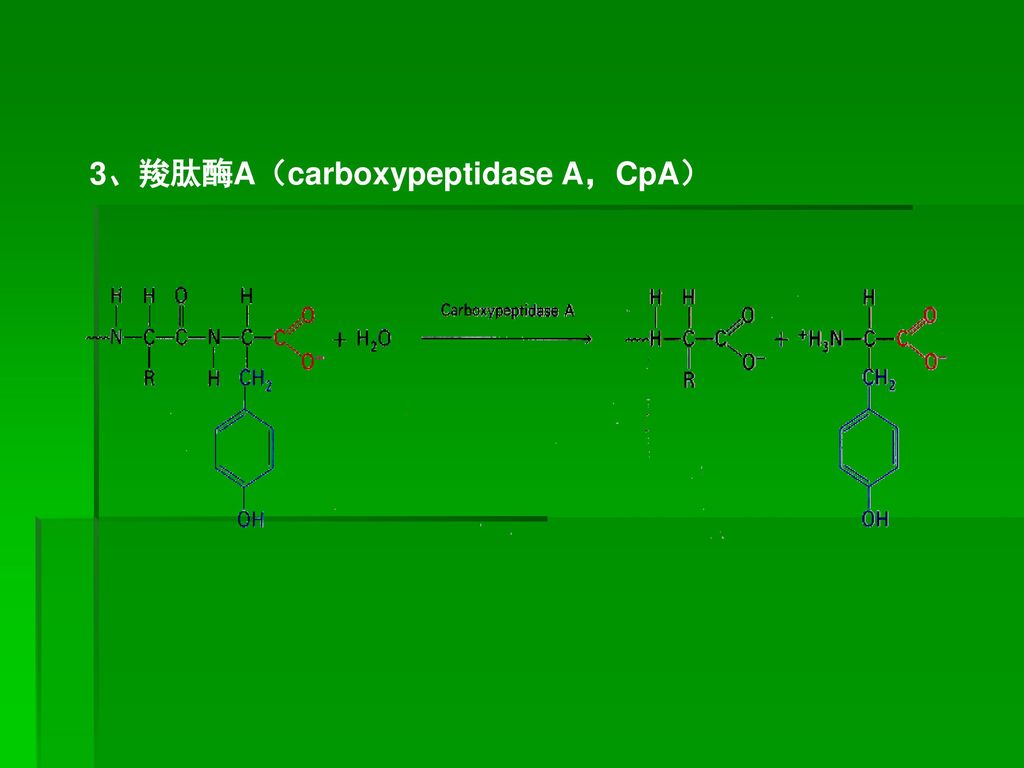 3、羧肽酶A（carboxypeptidase A，CpA）