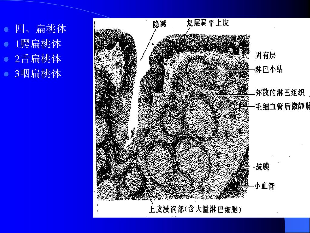 (三)脾的功能①滤血  脾的边缘区和脾索是重要的滤血结构