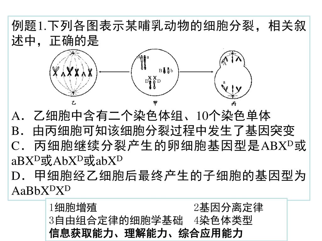 例题1.下列各图表示某哺乳动物的细胞分裂，相关叙述中，正确的是