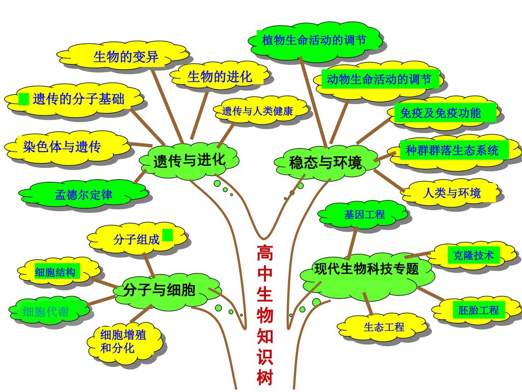 高中生物知识树 遗传与进化 稳态与环境 分子与细胞 生物的变异 生物的进化 遗传的分子基础 染色体与遗传 现代生物科技专题