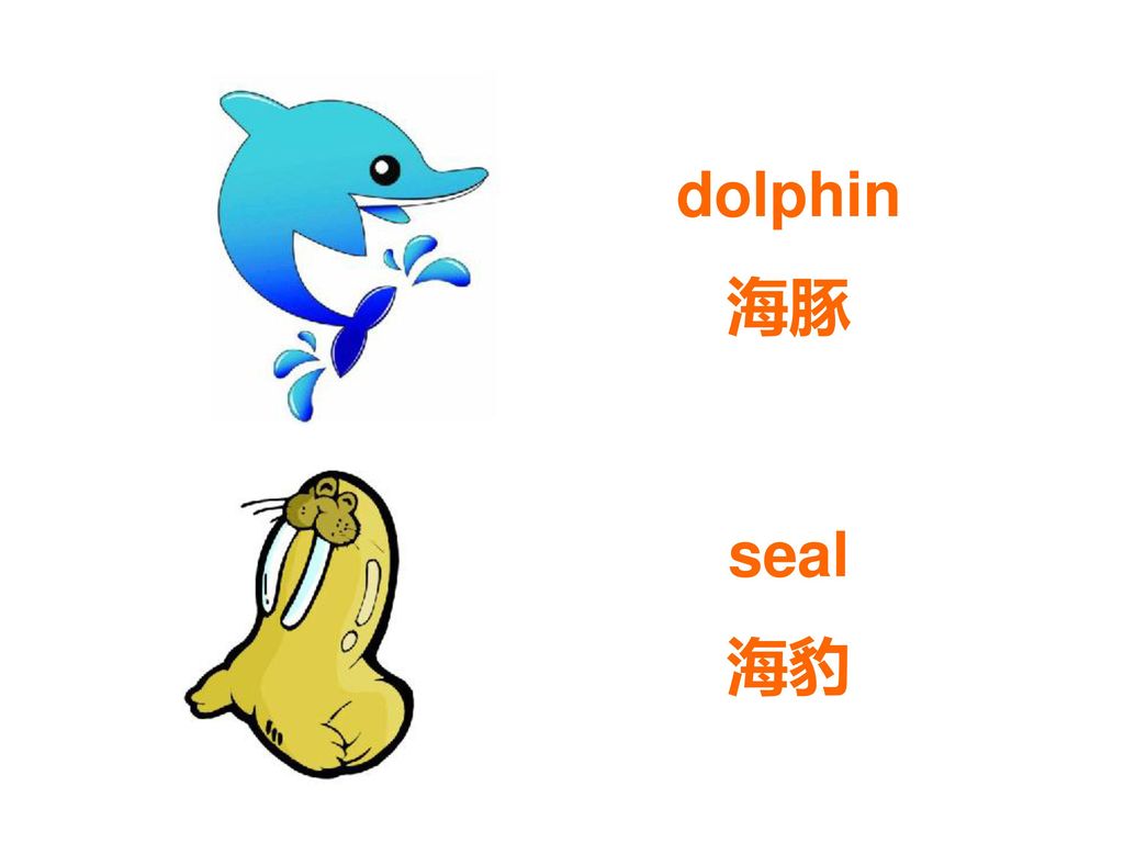 dolphin 海豚 seal 海豹