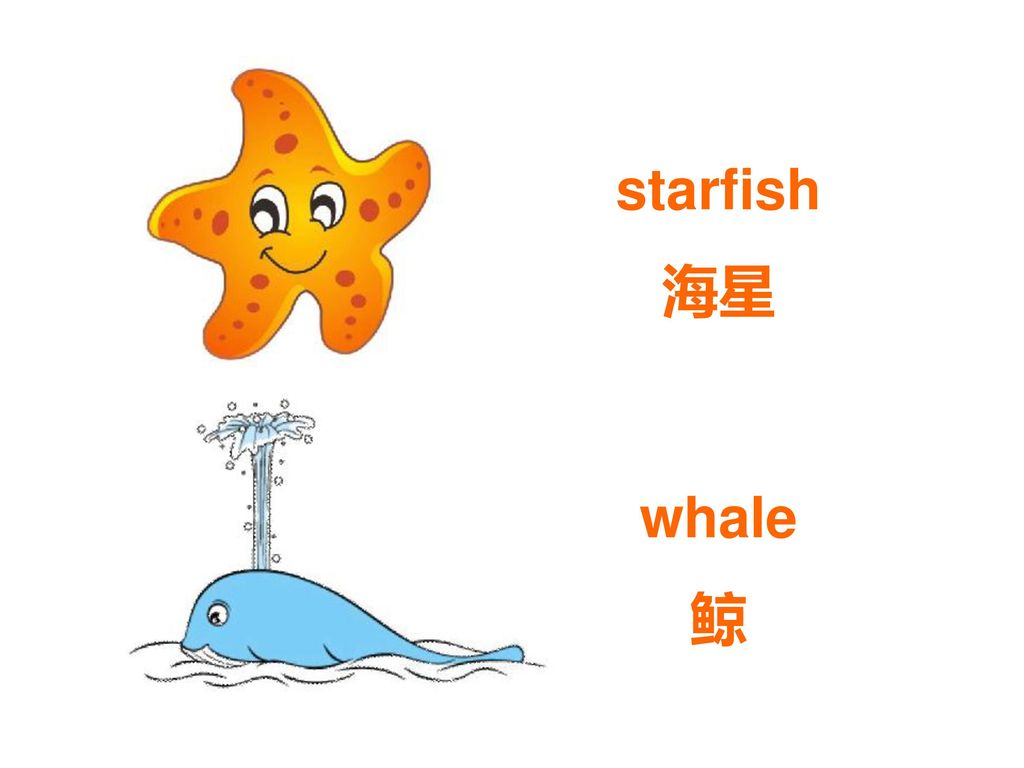 starfish 海星 whale 鲸