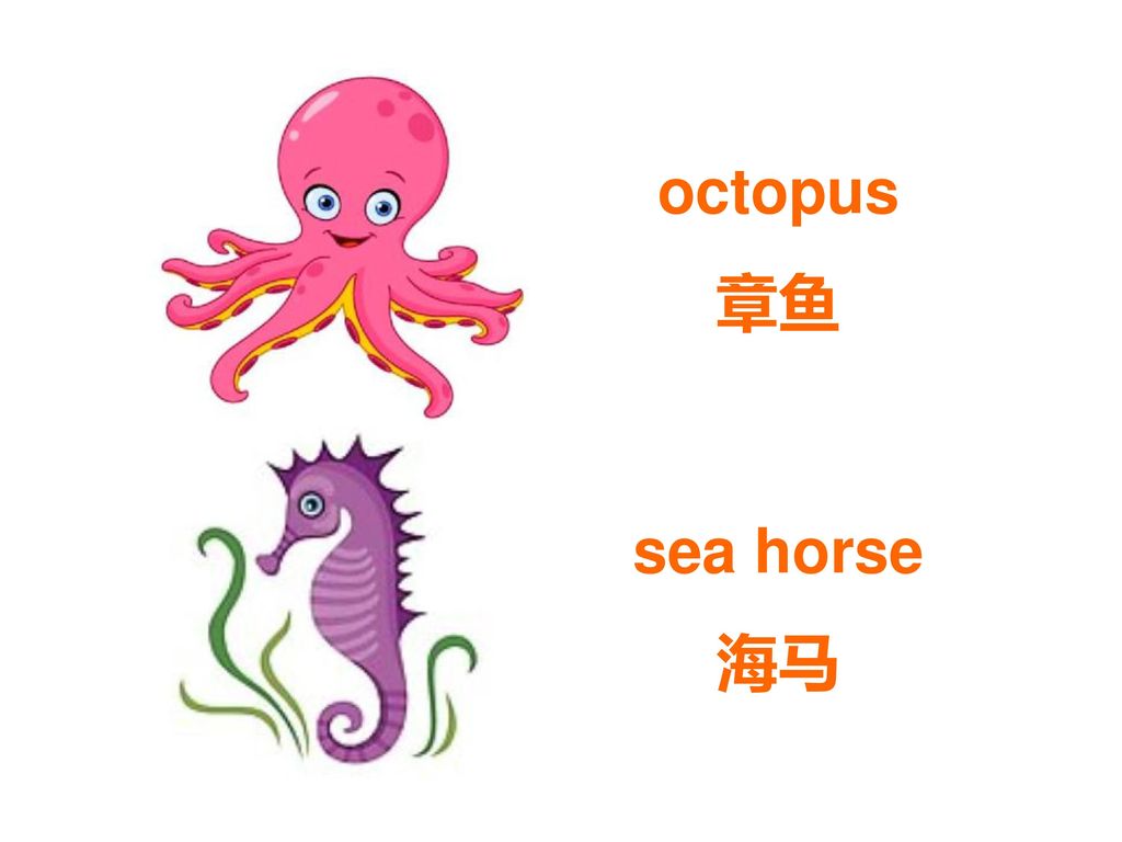 octopus 章鱼 sea horse 海马