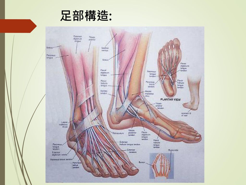 讲者: 古柏洋 注册物理治疗师 义肢及矫形师.