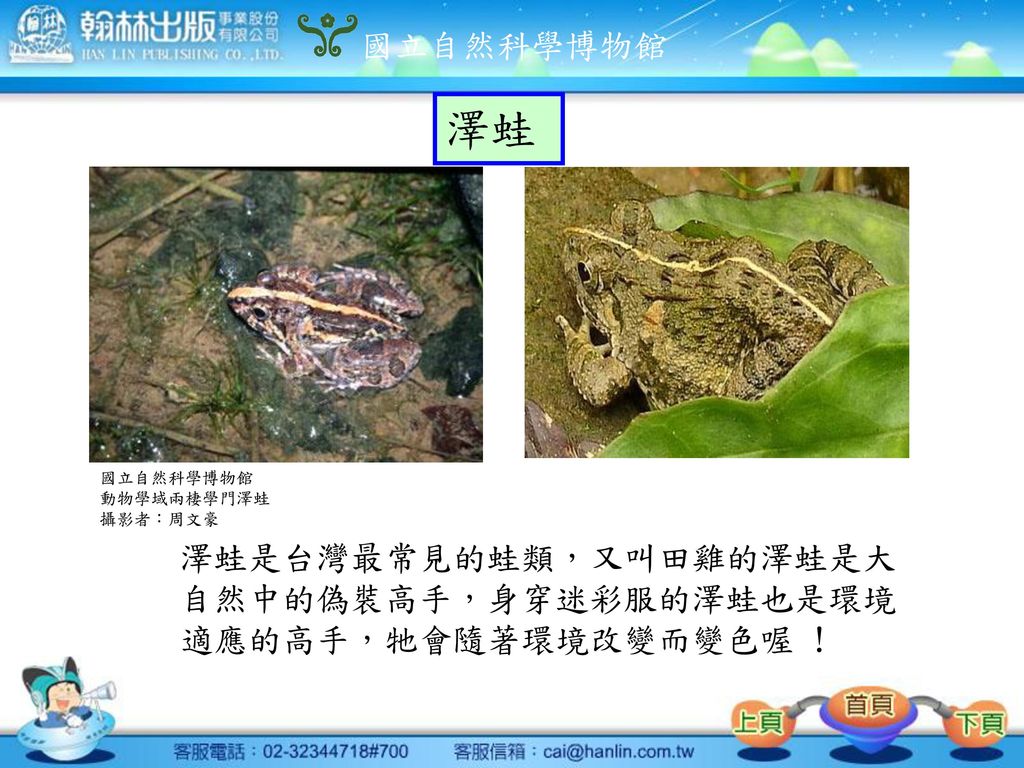 澤蛙 澤蛙是台灣最常見的蛙類，又叫田雞的澤蛙是大自然中的偽裝高手，身穿迷彩服的澤蛙也是環境適應的高手，牠會隨著環境改變而變色喔 !