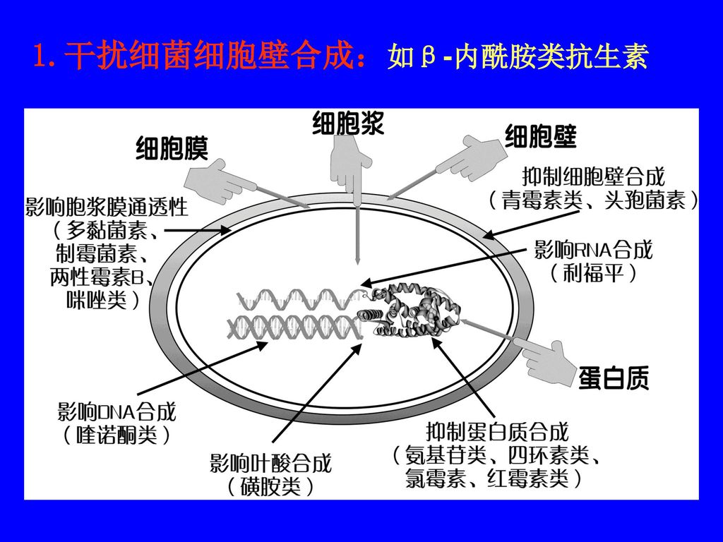 抗菌药物作用机制示意图支原体病毒影响细菌细胞壁合成青霉素的抗菌