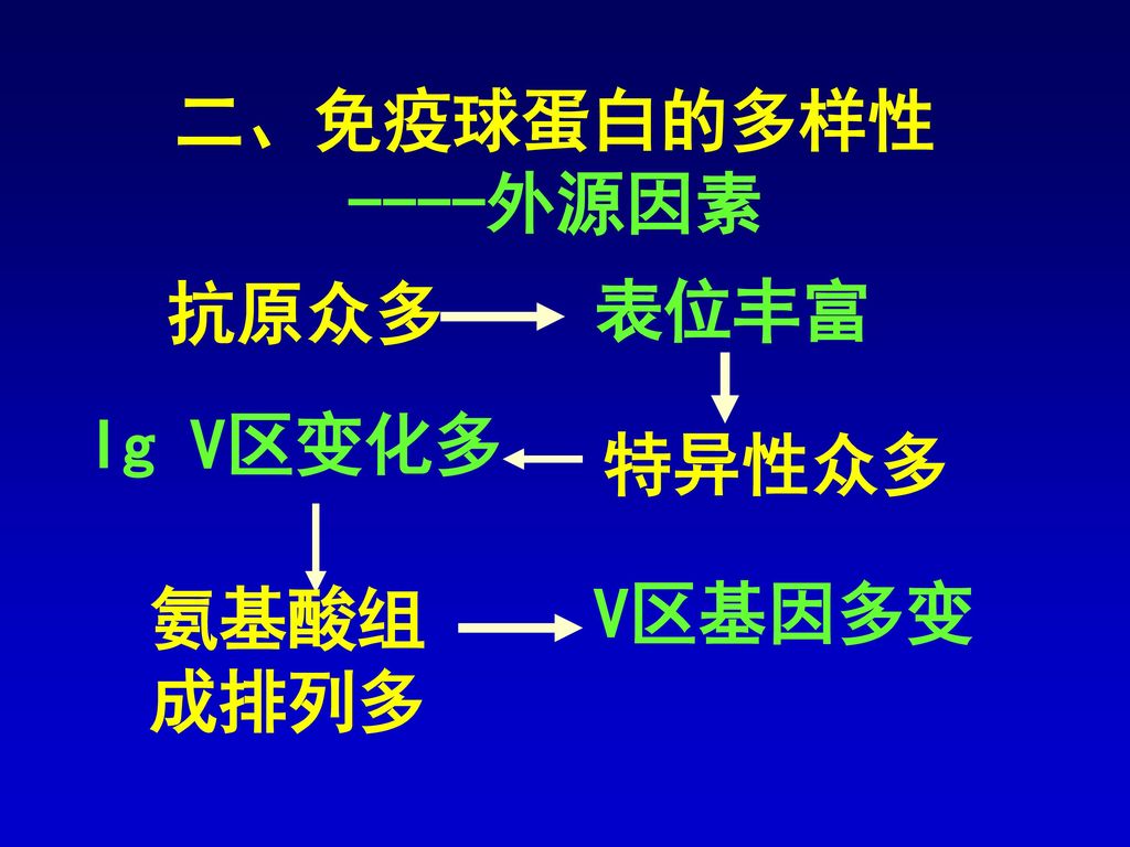 二、免疫球蛋白的多样性 ----外源因素 抗原众多 表位丰富 Ig V区变化多 特异性众多 V区基因多变 氨基酸组成排列多