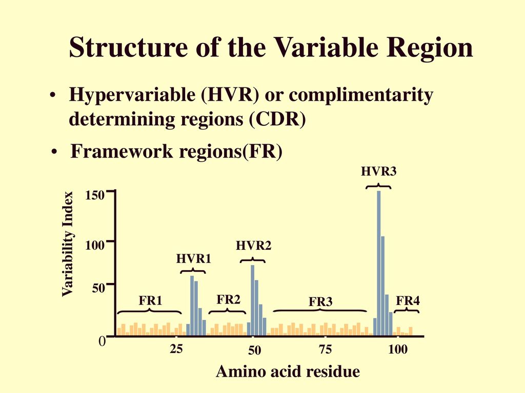 Structure of the Variable Region