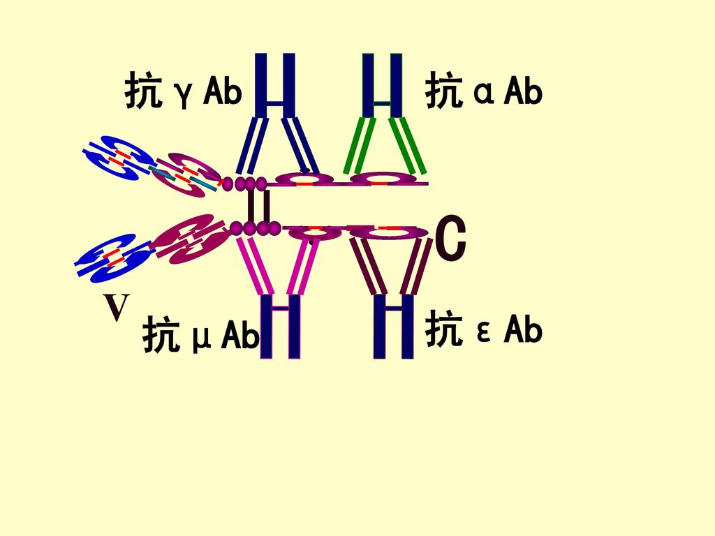 抗γAb 抗αAb V C 抗μAb 抗εAb