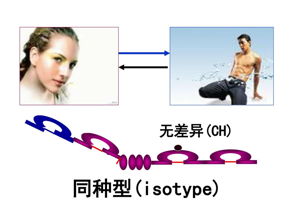 无差异(CH) 同种型(isotype)