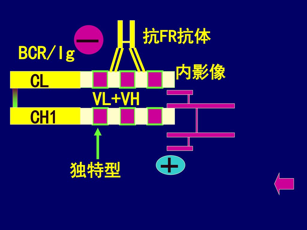 抗FR抗体 BCR/Ig 内影像 CL CH1 VL+VH 独特型