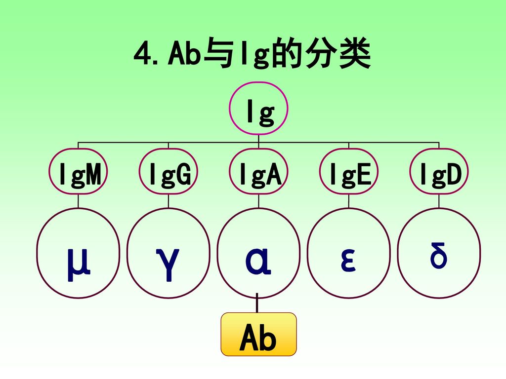 4.Ab与Ig的分类