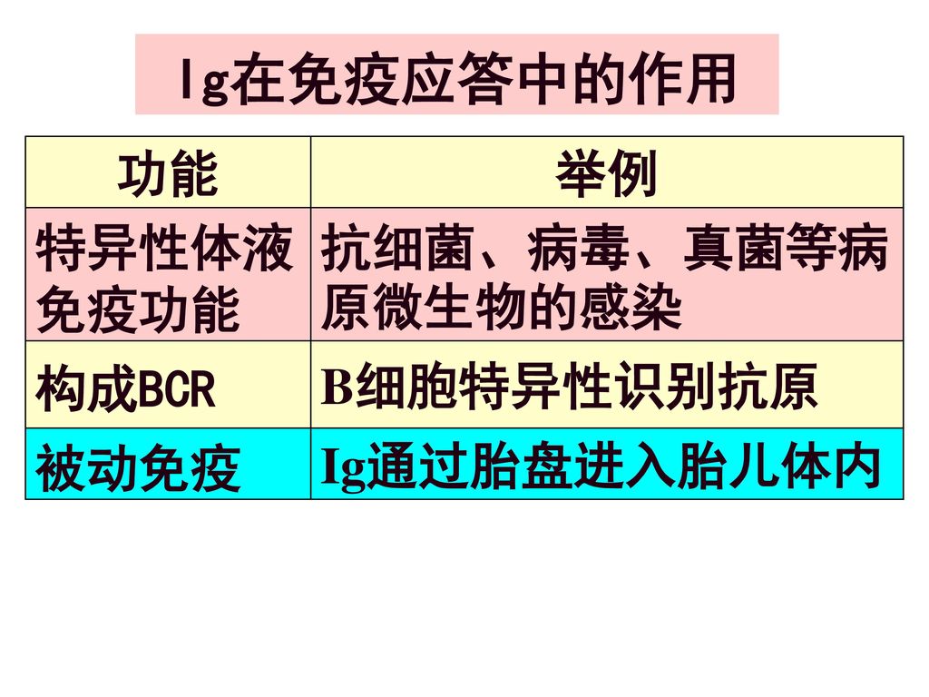 Ig在免疫应答中的作用 功能 举例 特异性体液免疫功能 抗细菌、病毒、真菌等病原微生物的感染 构成BCR B细胞特异性识别抗原 被动免疫