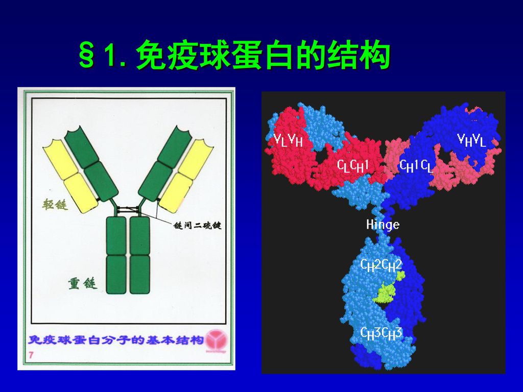 §1.免疫球蛋白的结构