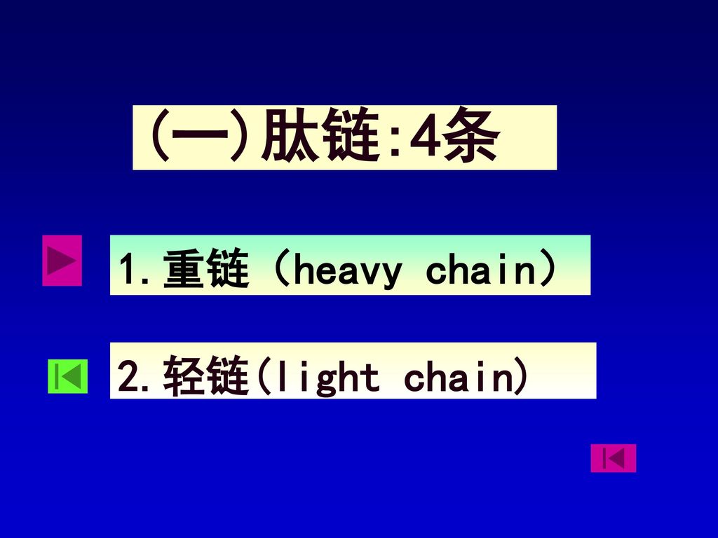 (一)肽链:4条 1.重链（heavy chain） 2.轻链(light chain)