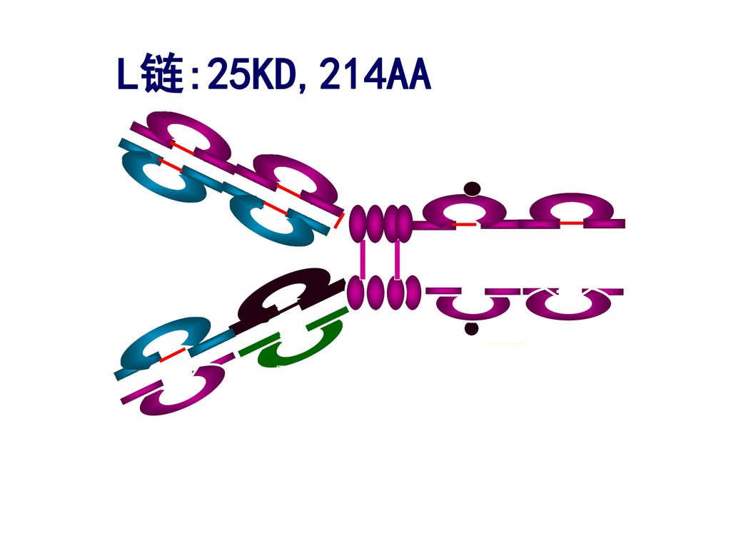 L链:25KD,214AA