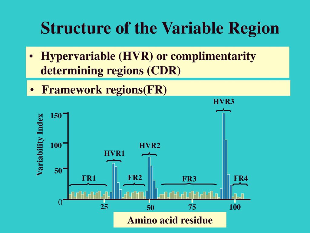 Structure of the Variable Region