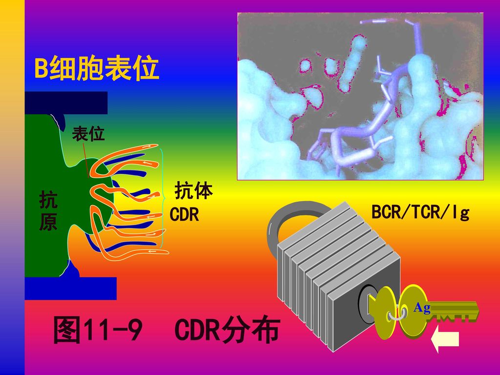 B细胞表位 表位 抗体 CDR 抗原 BCR/TCR/Ig Ag 图11-9 CDR分布