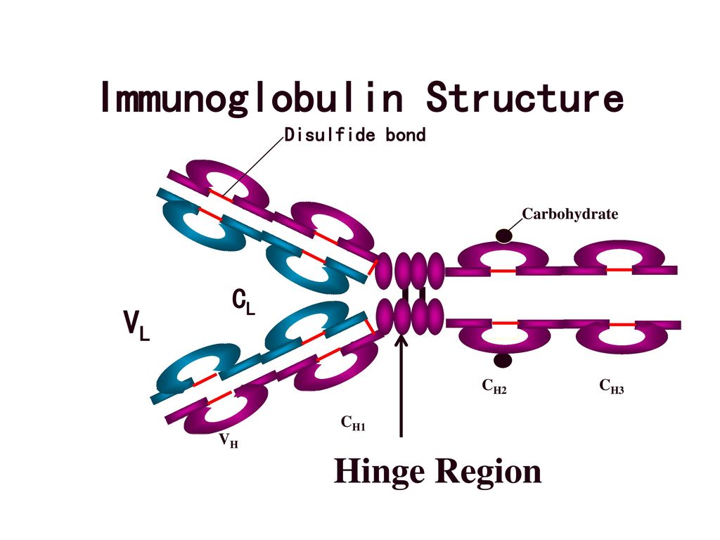 Immunoglobulin Structure