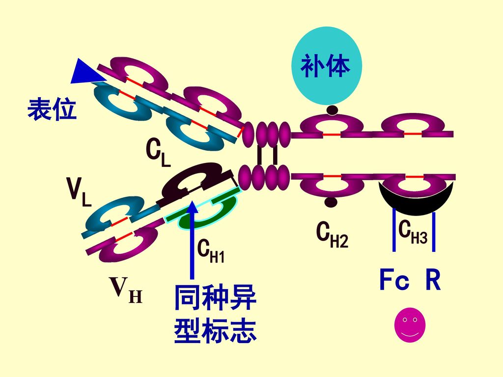 补体 表位 CH1 CL VL VH CH2 CH3 Fc R 同种异型标志