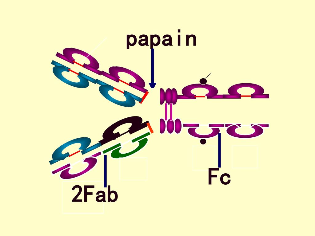 papain Fc 2Fab