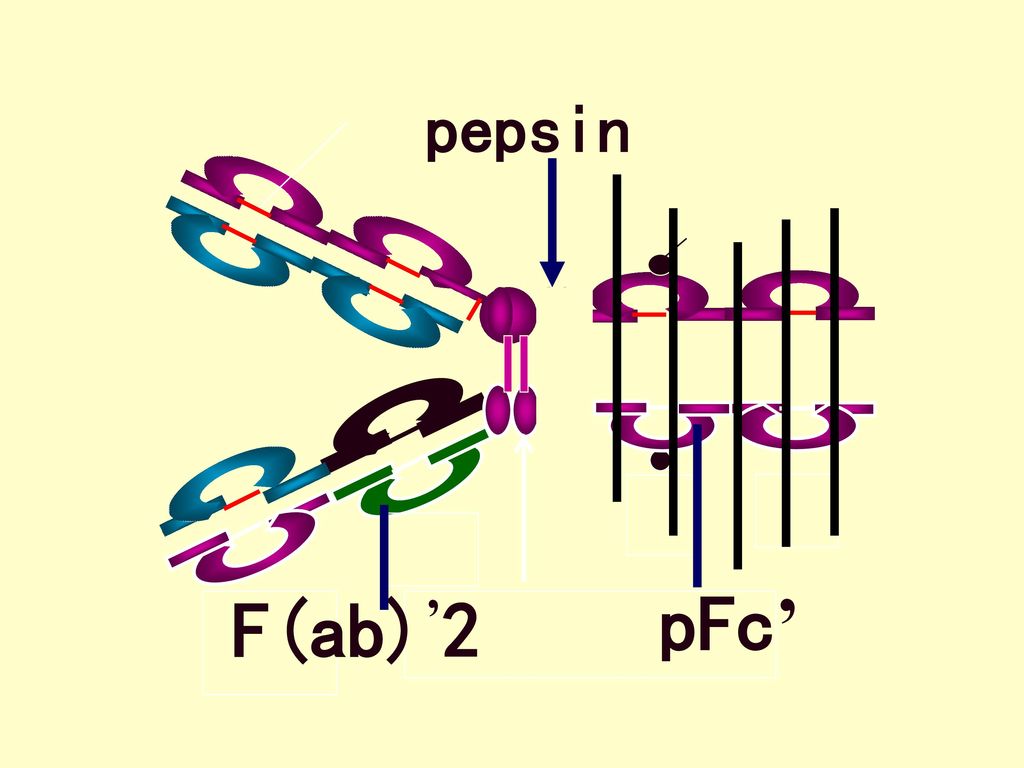 pepsin pFc’ F(ab)’2